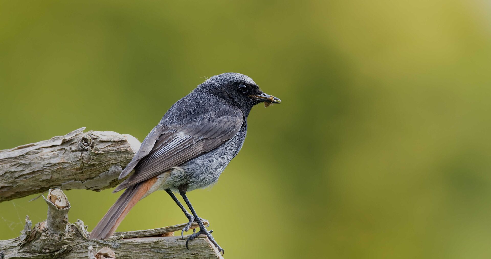 Hausrotschwanz (Vogel des Jahres 2025)